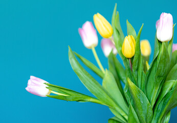 Horizontal photo of pink and yellow tulips inside my house. Oil blue background and selective focus.