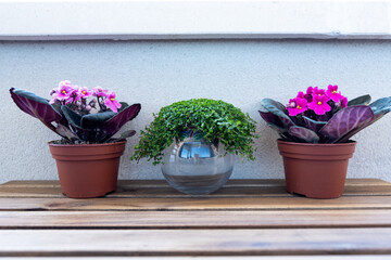 Three plants outside on a wooden table. The two plants on the sides are African violets and the plant in the middle is angel's tears. 