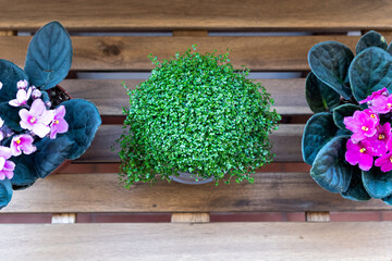 Different composition of a zenithal photo of three plants outdoors on a wooden table. The two plants on the sides are African violets and the plant in the middle is angel's tears. 