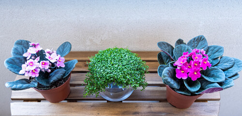 Three plants outside on a wooden table. The two plants on the sides are African violets and the plant in the middle is angel's tears. That is the name of these plants. White background.