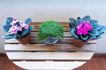 Details of three outdoor plants on a wooden table. The two plants on the sides are African violets and the plant in the middle is angel's tears. That is the name of these plants. 