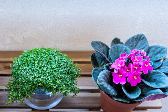Zenithal photo of two plants outdoors on a wooden table. The two plants on the sides are African violets and the plant in the middle is angel's tears. That is the name of these plants.