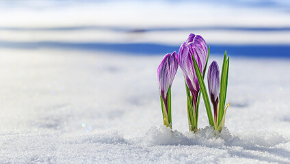 Crocuses - blooming purple flowers making their way from under the snow in early spring, closeup with space for text