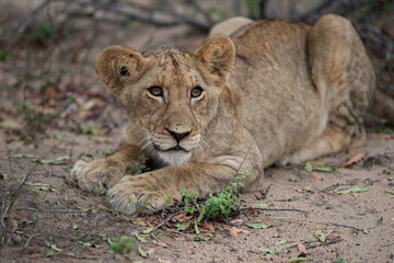 Obraz na płótnie Canvas A Lion seen on a safari in South Africa