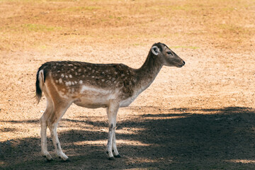 Venado Axis 