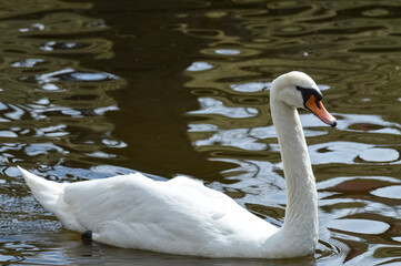 Naklejka premium White swan in the lake