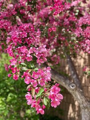 pink cherry blossoms