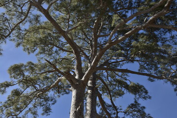 Árbol de Casandra