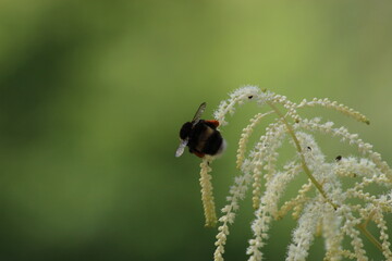 Hummel 