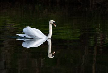Naklejka premium Swan Reflection on the river Teviot, Scottish Borders, United Kingdom