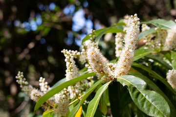 Branch of a flowering tree, spring . Prunus White medicinal cherry flowers, bay cherry