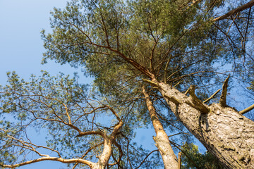 Spring trees against the blue sky viewed from below