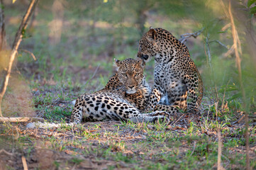 A Female leopard and her cub seen on a safari in South Africa