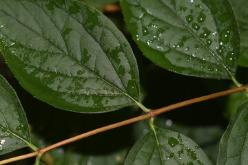 Rain-wet green leaves