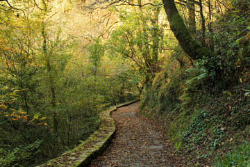 Camino de piedra para senderistas que se adentra en un bosque verde lleno de vegetación, rodeado de naturaleza