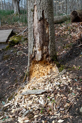 Obraz premium Tree eaten by tree beetles