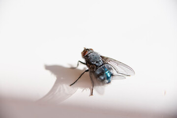 Isolated fly on an ocher background located on the wall of an difuse urban garden
