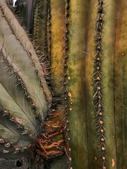 Close-up of the texture of a cactus and its thorns. Green castus with large spines.