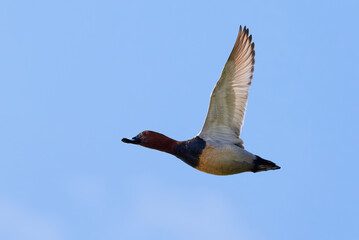 Common pochard in flight (Aythya ferina) 	