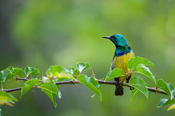 A Collared Sunbird seen on a safari in South Africa