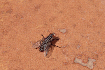 Isolated fly on an ocher background located on the wall of an difuse urban garden