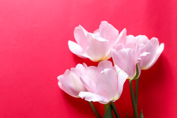Fototapeta premium Tender light tulip petals with red background. A greeting card