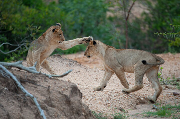 Lion cubs seen playing on a safari in South Africa