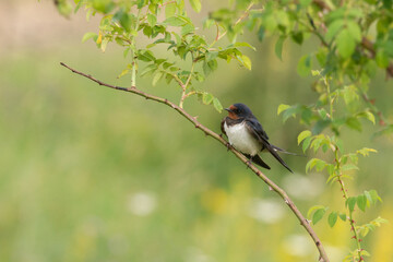 Fototapeta premium Bird Barn Swallow Hirundo rustica in flight