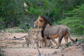 A Male Lion seen with his cubs on a safari in South Africa