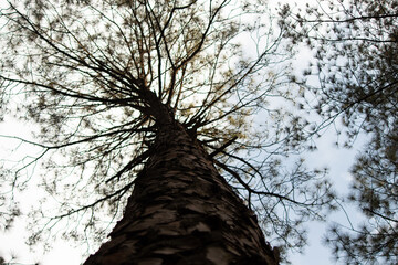 Pine Tree and Pine Tree Fruit from the Mountains of India