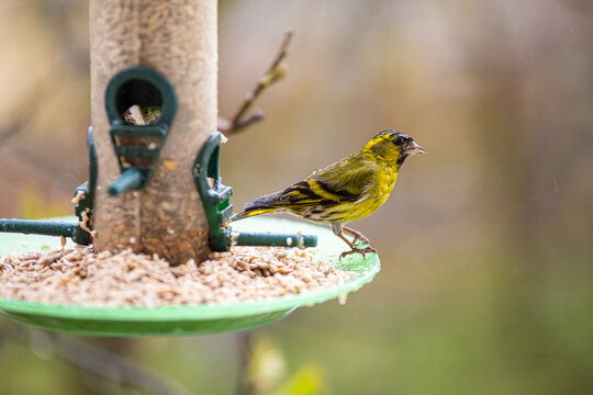 Siskin