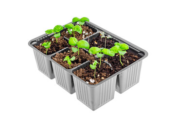 Small green basil sprouts grown in plastic containers, white background