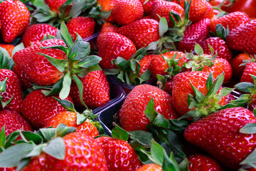 Appetizing large, red strawberries in plastic boxes