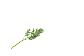 Sprig of green dill on a white background