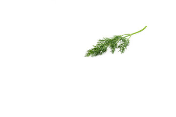 Sprig of fresh green dill on a white background, spices
