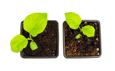 Green eggplant seedlings grow in ground in seedling containers.