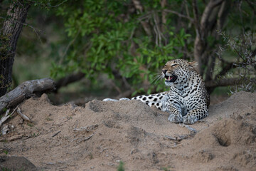 A Leopard seen on a safari in South Africa
