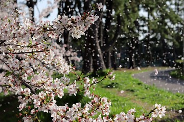 Cherry blossom petals blown in the wind
