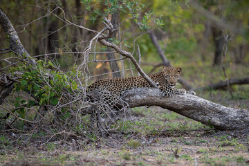 A Leopard seen in a tree on a safari in South Africa