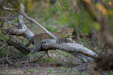 Fototapeta na wymiar A Leopard seen in a tree on a safari in South Africa