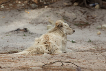 Italian Dog living in Mountains of the Himachal Pradesh, India