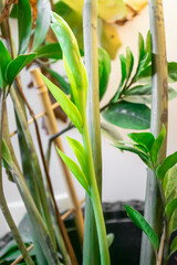 Closeup image of zamiocuclas plant. Bright vertical image of zz plant with new leaves growing.
