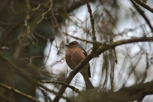 A beatiful finche is resting on a tree in a german forest.