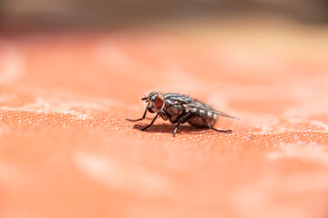 Isolated fly on an ocher background located on the wall of an difuse urban garden
