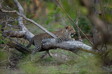 A Leopard seen in a tree on a safari in South Africa