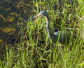 Wildlife scene of a bird in the Everglades national park in Florida 