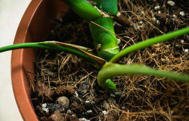 Closeup image of monstera node . New leaves growing houseplant. Plant parts stem with nodes. © Victoria