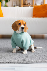 Beagle dog in mint clothes sits in living room, pet dog waiting for master, pet playing, home dog