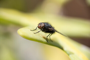 Isolated fly on an ocher background located on the wall of an difuse urban garden