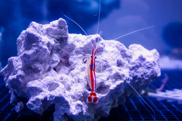 Pregnant skunk shrimp - saltwater tank